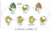 2025 환경보도 나다움기자단 - ⑨ “소나무 재선충병 피해도 결국은 기후변화가 원인이다”